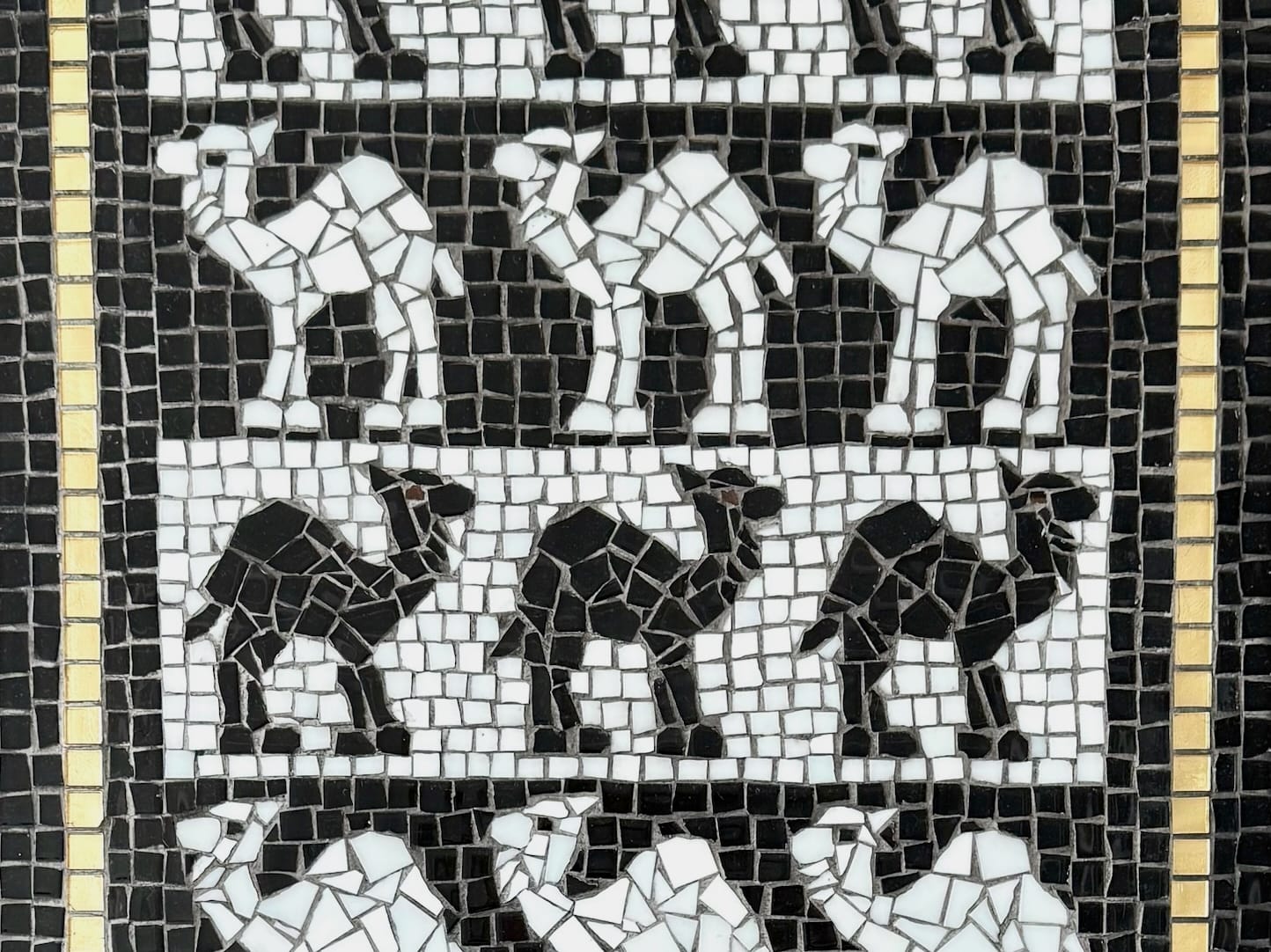 Cose up March of the Camels